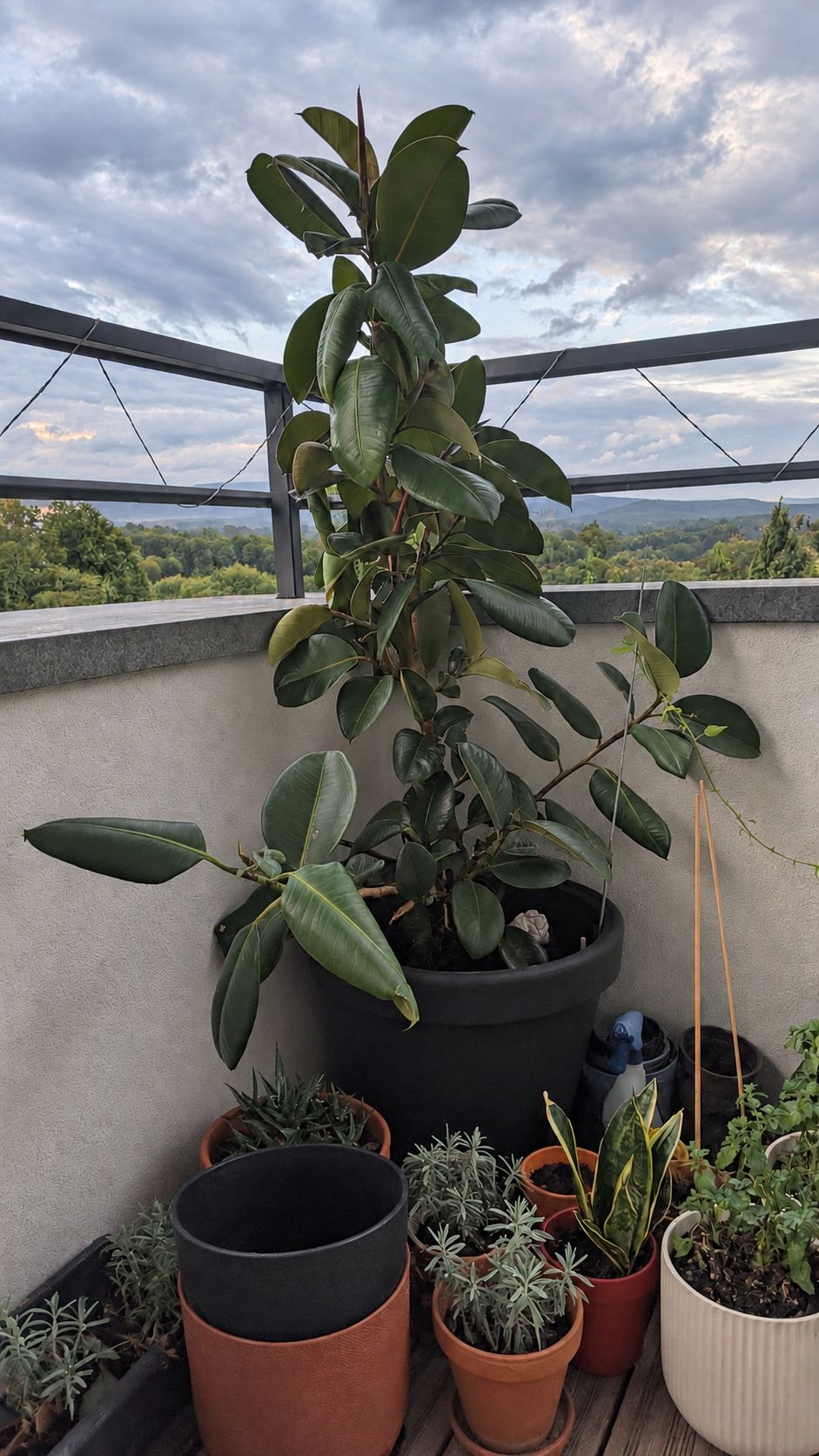 Mon caoutchouc avec vue sur la montagne au loin