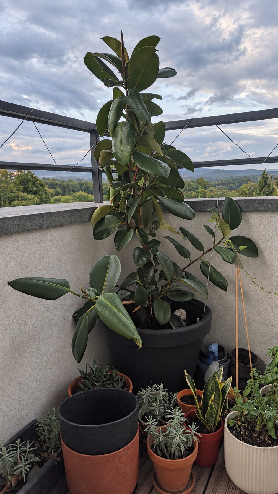 Mon caoutchouc avec vue sur la montagne au loin