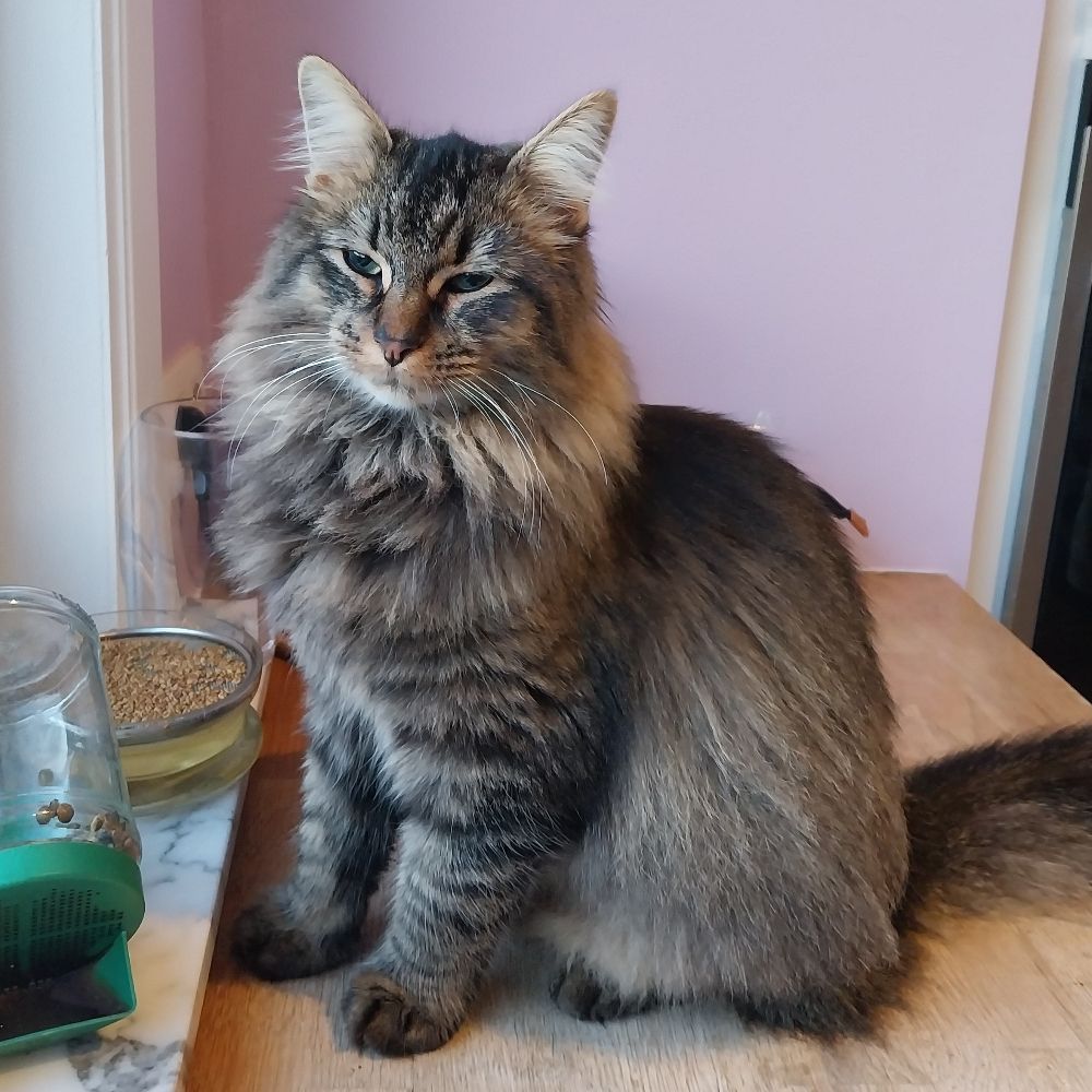 ninapilea.bsky.social